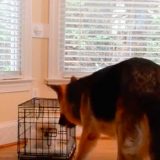 dog-in-cage
